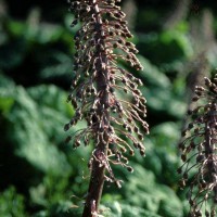 Butterbur